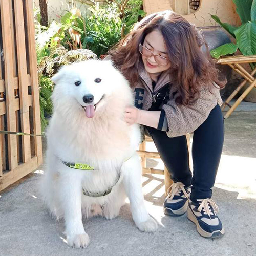 Chó Samoyed trưởng thành trong không gian thoáng, được người nuôi chăm sóc tại Việt Nam