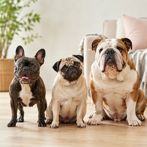 Chó Bull Pháp, Pug và Bull Anh ngồi cạnh nhau để phân biệt ngoại hình