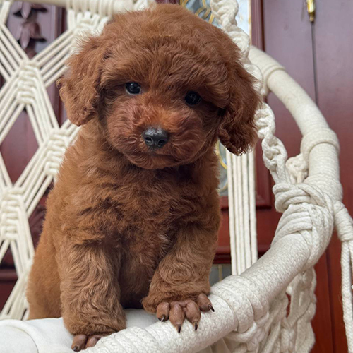 Poodle nâu đỏ chụp trong nhà có thể bị nhầm với màu socola