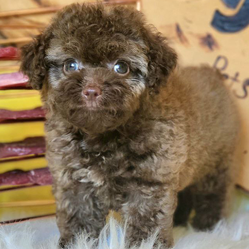 Chó Poodle socola có bộ lông xỉn và nhạt màu ở một số vùng