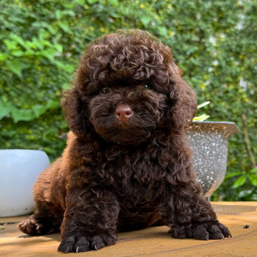 Chó Poodle socola con vóc dáng nhỏ thường được gọi là Poodle socola mini