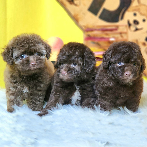 Ba bé Poodle socola size nhỏ trong không gian sống trong nhà
