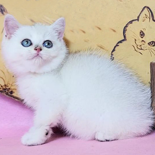Mèo Silver sáng minh họa cách quan sát các vùng màu Point