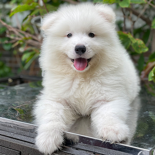 Chó Samoyed con khoảng 2 đến 4 tháng tuổi, minh họa độ tuổi ảnh hưởng đến giá