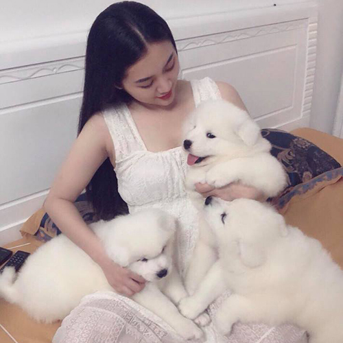 Các bé chó Samoyed con lông trắng, minh họa giá Samoyed con sinh trong nước
