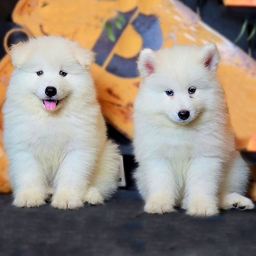 Hai bé chó Samoyed con lông trắng, minh họa phân khúc giá Samoyed nuôi gia đình