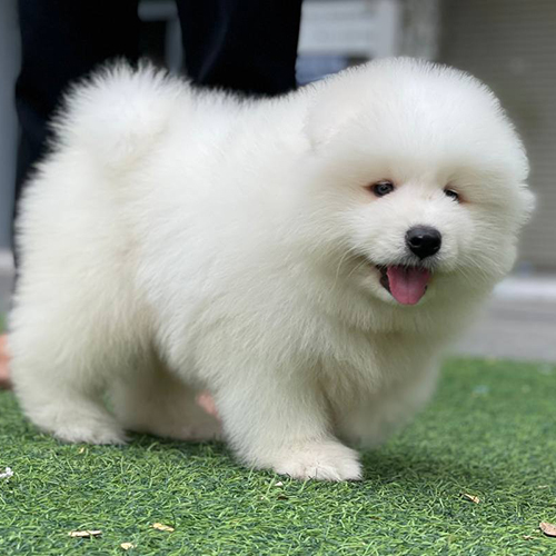 Chó Samoyed lông dày, dáng cân đối, minh họa yếu tố ngoại hình ảnh hưởng đến giá