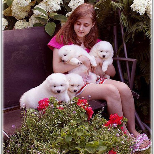 Các bé chó Samoyed con lông trắng, minh họa phân khúc Samoyed nhập khẩu hoặc nguồn giống rõ ràng