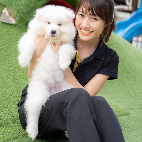 Chó Samoyed lông trắng được bế trực tiếp, minh họa phân khúc Samoyed thuần chủng có giấy