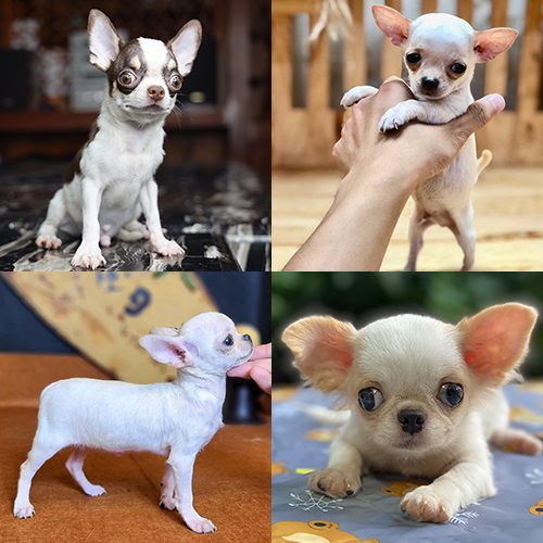 Bốn chó Chihuahua lông ngắn có kích thước và ngoại hình khác nhau