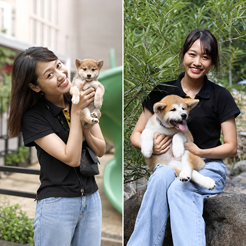 So sánh chó Shiba Inu và Akita Inu về kích thước