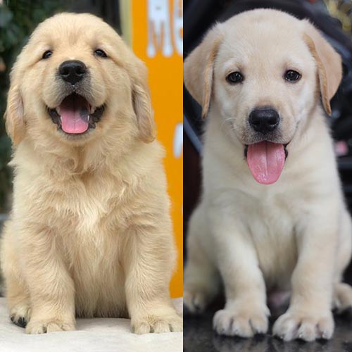 So sánh Golden Retriever và Lab con qua bộ lông