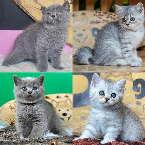 So sánh mèo Anh lông ngắn xám xanh, tabby xám và silver dễ bị nhầm màu
