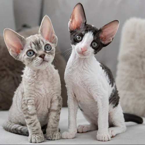 So sánh mèo Devon Rex và Cornish Rex qua khác biệt về khuôn mặt, tai và thân hình