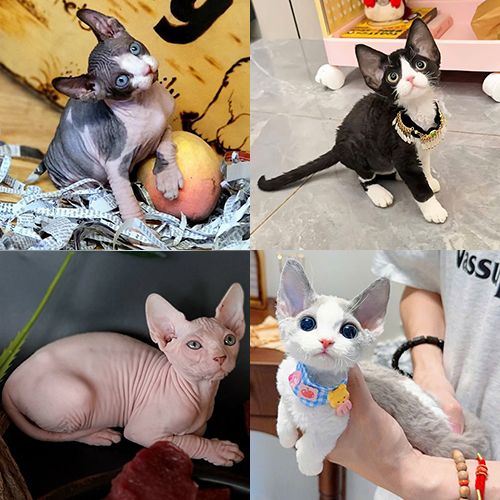 So sánh mèo Devon Rex lông xoăn mỏng với mèo Sphynx gần như không có lông