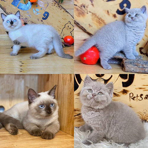 So sánh mèo Lilac thuần màu với mèo Hyma Color Point