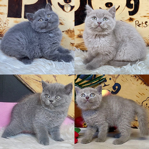 So sánh mèo Blue xám lạnh với mèo Lilac xám hồng nhạt