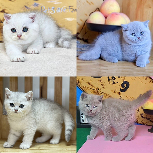 So sánh mèo Silver ánh bạc với mèo Lilac xám hồng nhạt