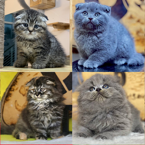 So sánh mèo xám trơn và mèo tabby xám có vằn trên lông