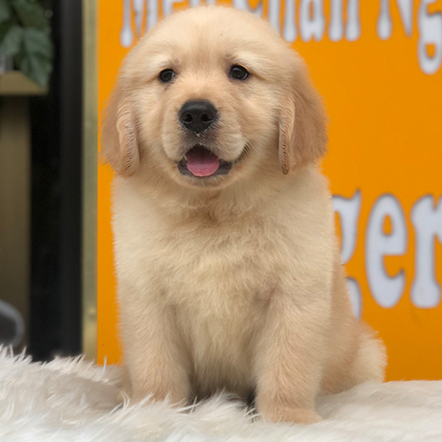 Chó Golden Retriever con minh họa yếu tố sức khỏe và tiêm phòng