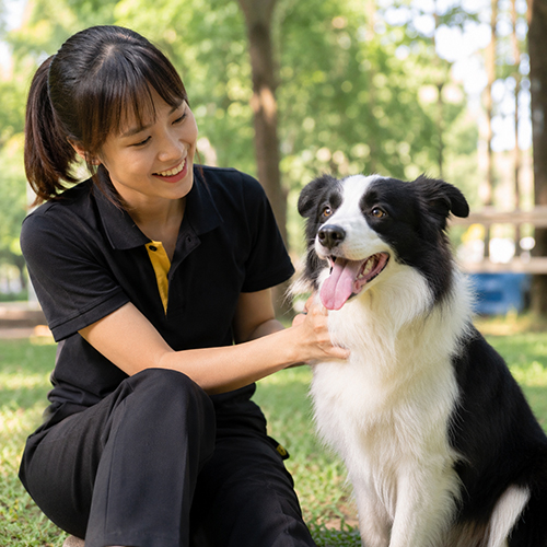 Chó Border Collie con tương tác cùng người chăm sóc