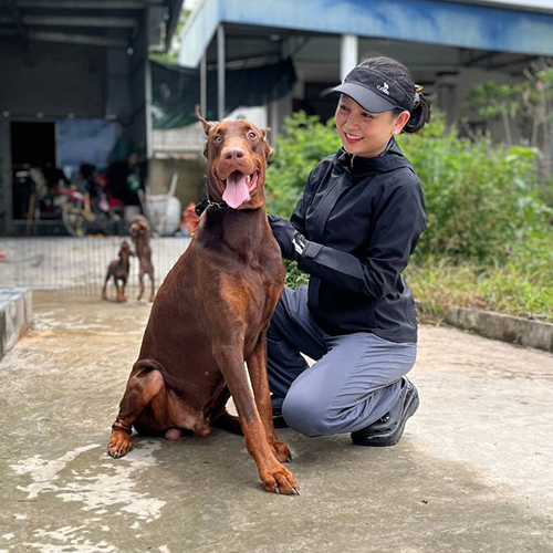 Chó Doberman nâu đỏ ngồi bên người chăm sóc, vẻ mặt thân thiện và lanh lợi