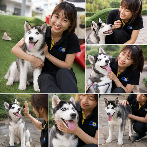 Nhân viên Chạm Pets tương tác với chó Husky, thể hiện tính cách thân thiện, lanh lợi và nhiều năng lượng