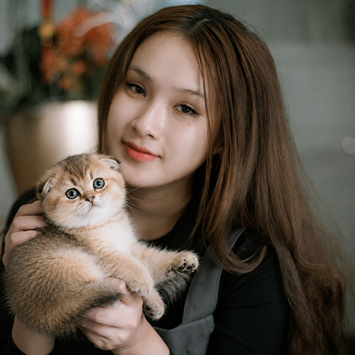 Mèo Golden tương tác với người nuôi