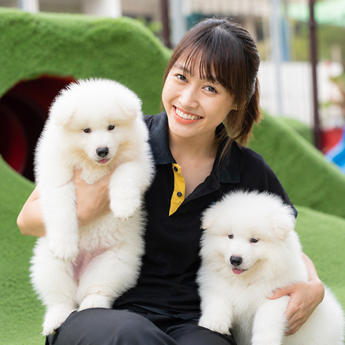 Nhân viên tư vấn chọn phân khúc giá chó Samoyed phù hợp với nhu cầu nuôi