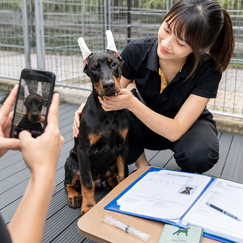 Nhân viên tư vấn và kiểm tra chó Doberman con trước khi người nuôi quyết định