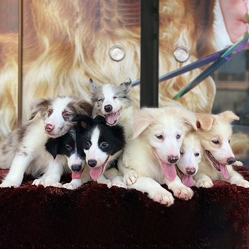 Đàn chó Border Collie con nhiều màu lông nằm cạnh nhau