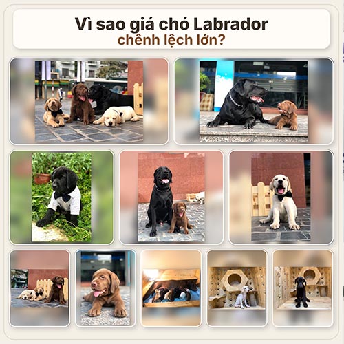  Vì sao giá chó Labrador chênh lệch lớn