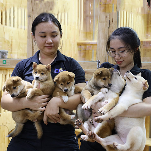 Nhiều chó Shiba con khác nhau minh họa lý do giá Shiba Inu chênh lệch