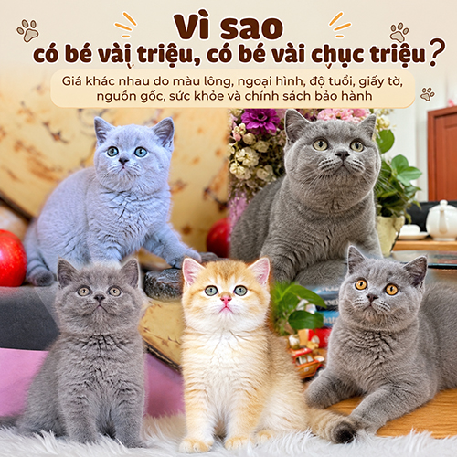 Các yếu tố khiến giá mèo Anh lông ngắn chênh lệch