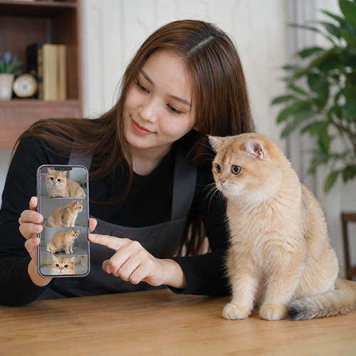Xem ảnh và video mèo Golden dưới nhiều góc để kiểm tra màu lông