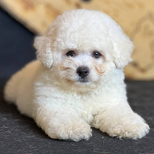 Bé chó Bichon Frise con màu trắng nằm trên sàn