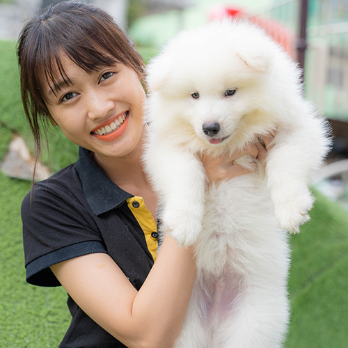 Người phụ nữ bế chó Samoyed con màu trắng để quan sát ngoại hình thực tế