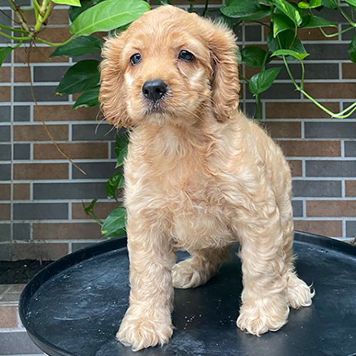 Chó Cocker Spaniel con màu vàng kem với đôi tai dài rủ