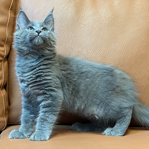 Mèo Maine Coon con màu xám xanh đứng trên ghế da