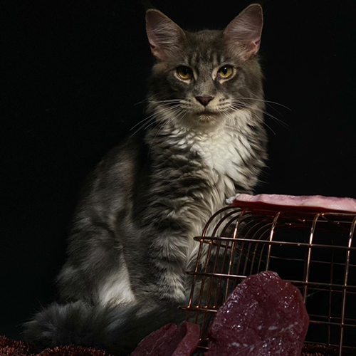 Mèo Maine Coon silver lông dài dáng ngồi trên nền tối