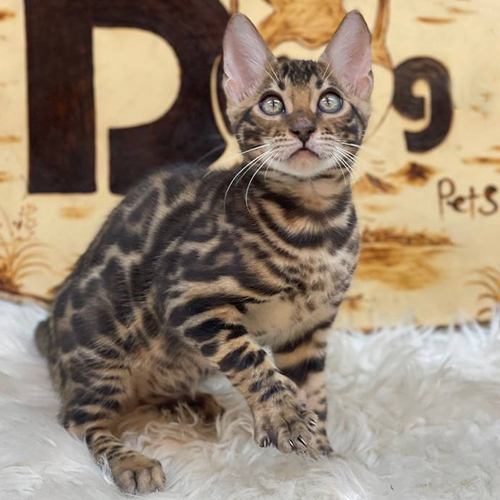 Mèo Bengal Brown con với hoa văn rõ, mặt lanh và mắt sáng