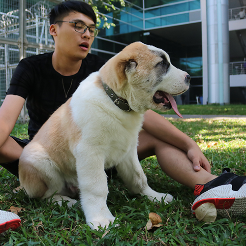 Người chơi với chó Alabai con màu vàng trắng ngoài trời