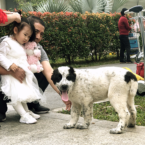Chó Alabai con trắng đen dáng lớn đứng cạnh gia đình