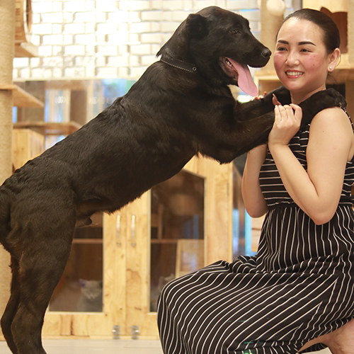 Chó Alabai đen dáng lớn đứng cạnh người