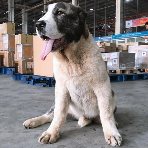 Chó Alabai trưởng thành vện đen trắng ngồi trong khu vực vận chuyển