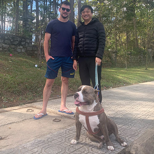 Chó American Bully trưởng thành ngồi ngoài trời cùng hai người dắt đi dạo