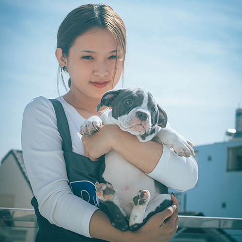 Chó Bully con màu xám trắng được bế trên tay