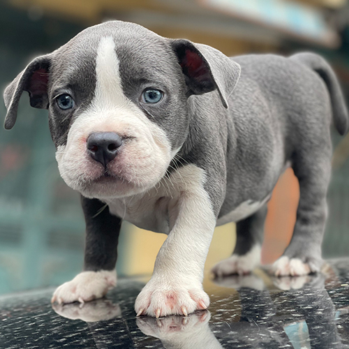 Chó Bully con màu xám trắng, dáng đứng rõ, mắt sáng