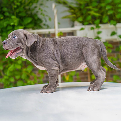 Chó Bully con màu nâu socola đứng nghiêng, thân chắc và chân khỏe