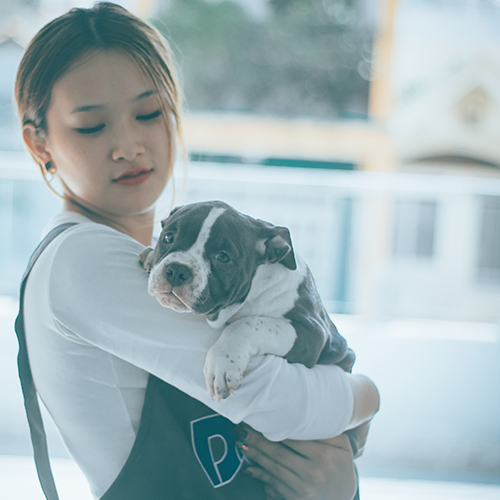 Chó Bully con màu xám trắng được bế trên tay